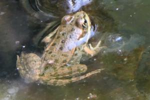 Click to view this image in a large viewer