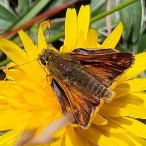 Click to view this image in a large viewer