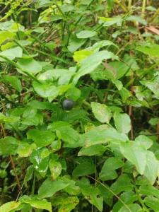 Click to view this image in a large viewer