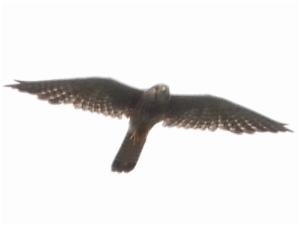 Click to view this image in a large viewer