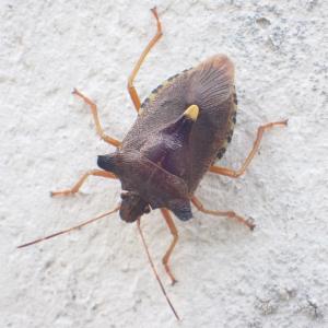 Click to view this image in a large viewer