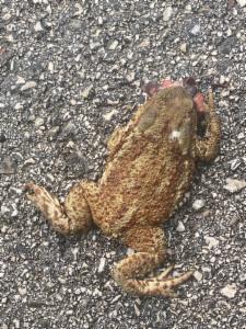 Click to view this image in a large viewer