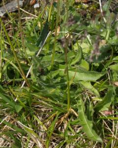 Click to view this image in a large viewer