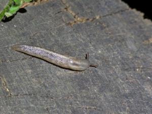 Click to view this image in a large viewer