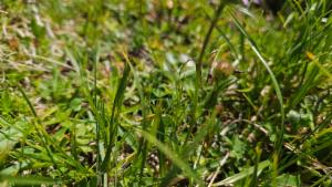 Click to view this image in a large viewer