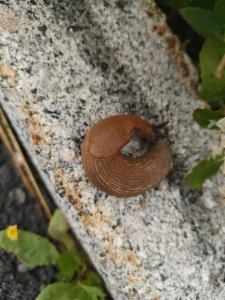 Click to view this image in a large viewer