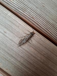 Click to view this image in a large viewer