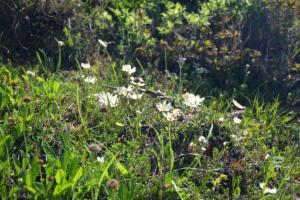 Click to view this image in a large viewer