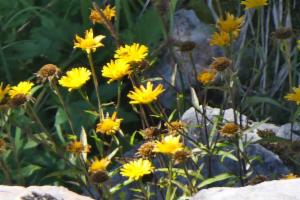 Click to view this image in a large viewer