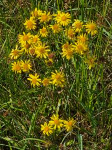 Click to view this image in a large viewer