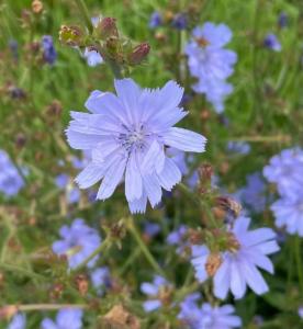 Click to view this image in a large viewer