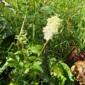 Click to view this image in a large viewer