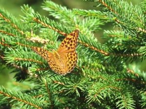 Click to view this image in a large viewer