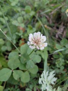 Click to view this image in a large viewer