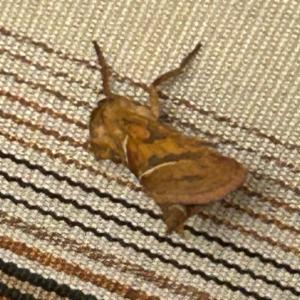 Click to view this image in a large viewer