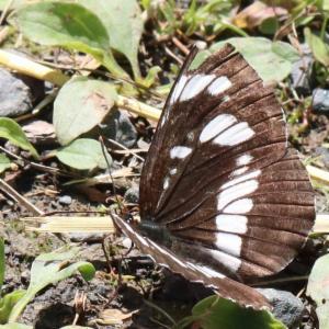 Click to view this image in a large viewer