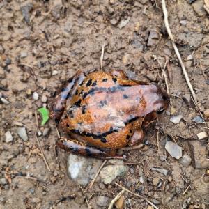 Click to view this image in a large viewer