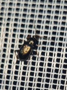 Click to view this image in a large viewer