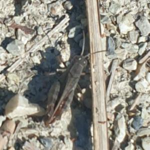 Click to view this image in a large viewer