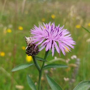 Click to view this image in a large viewer