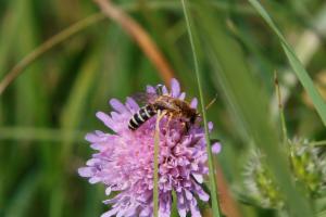 Click to view this image in a large viewer