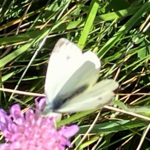 Click to view this image in a large viewer