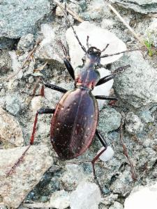 Click to view this image in a large viewer