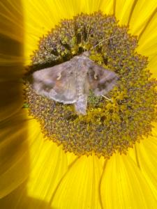 Click to view this image in a large viewer