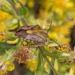 Click to view this image in a large viewer