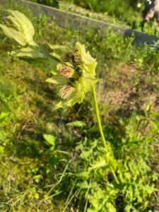 Click to view this image in a large viewer