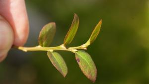 Click to view this image in a large viewer