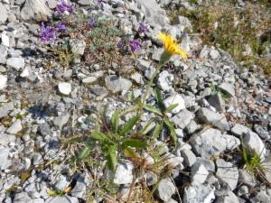 Click to view this image in a large viewer