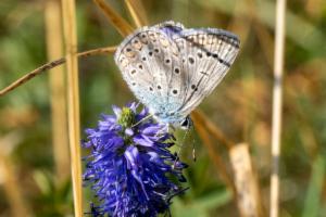 Click to view this image in a large viewer