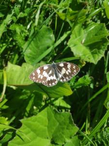 Click to view this image in a large viewer