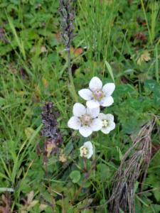 Click to view this image in a large viewer