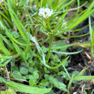 Click to view this image in a large viewer