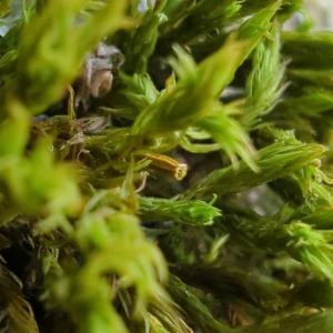 Click to view this image in a large viewer