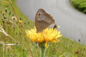 Click to view this image in a large viewer