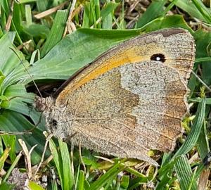 Click to view this image in a large viewer