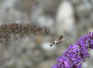 Click to view this image in a large viewer