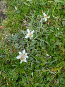 Click to view this image in a large viewer