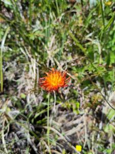 Click to view this image in a large viewer