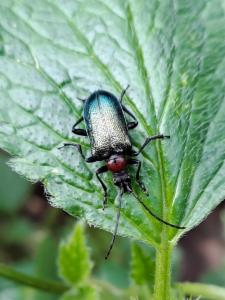 Click to view this image in a large viewer