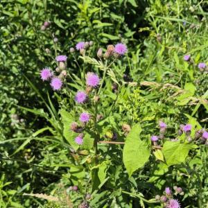 Click to view this image in a large viewer