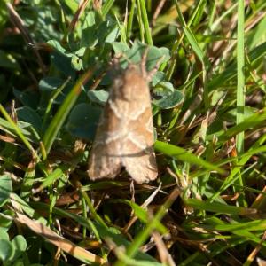 Click to view this image in a large viewer