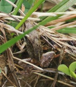 Click to view this image in a large viewer