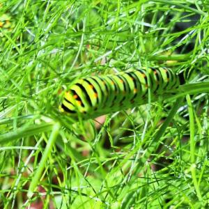 Click to view this image in a large viewer