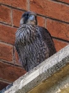 Click to view this image in a large viewer