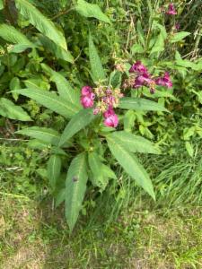 Click to view this image in a large viewer