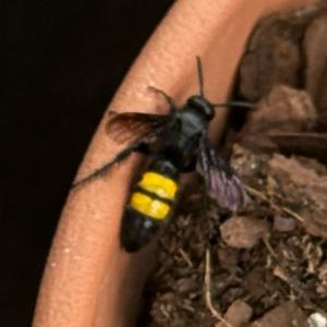 Click to view this image in a large viewer